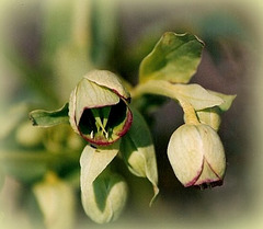 fleurs d'hellébore