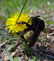 199 Bumble Bee on a Dandelion