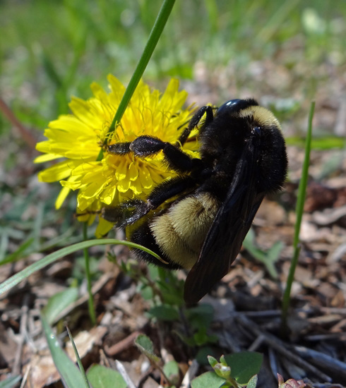 199 Bumble Bee on a Dandelion