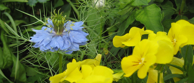 Jungfer im Grünen (Nigella damascena) und gelbe Stiefmütterchen