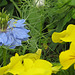 Jungfer im Grünen (Nigella damascena) und gelbe Stiefmütterchen