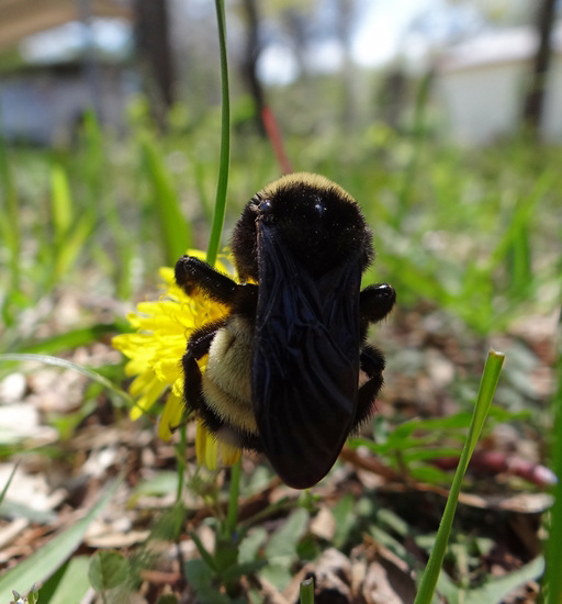 200 Bumble Bee on a Dandelion