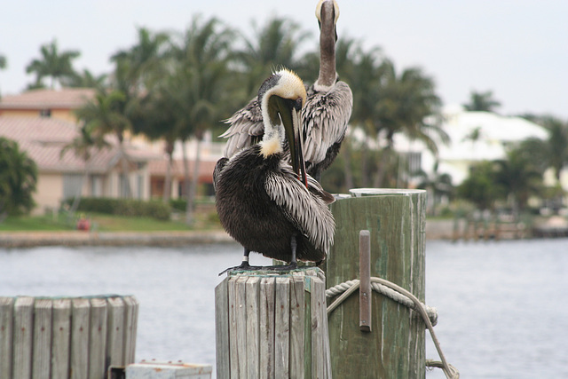 08.SandsHarborMarina.PompanoBeach.FL.12March2008