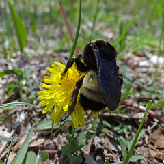201 Bumble Bee on a Dandelion