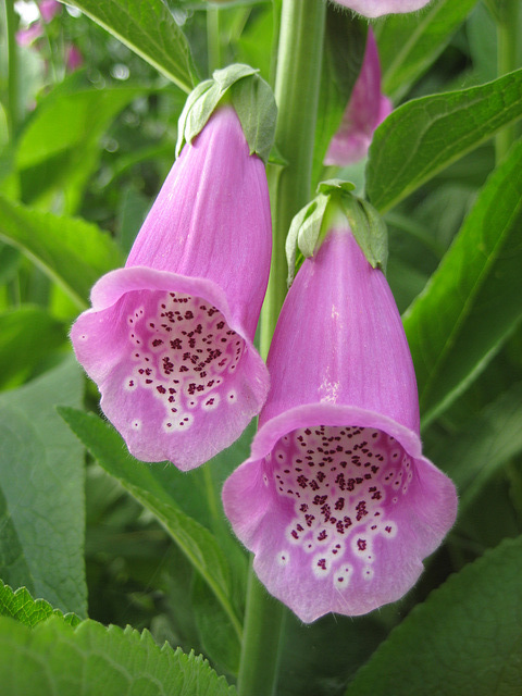 Fingerhut-Blüten