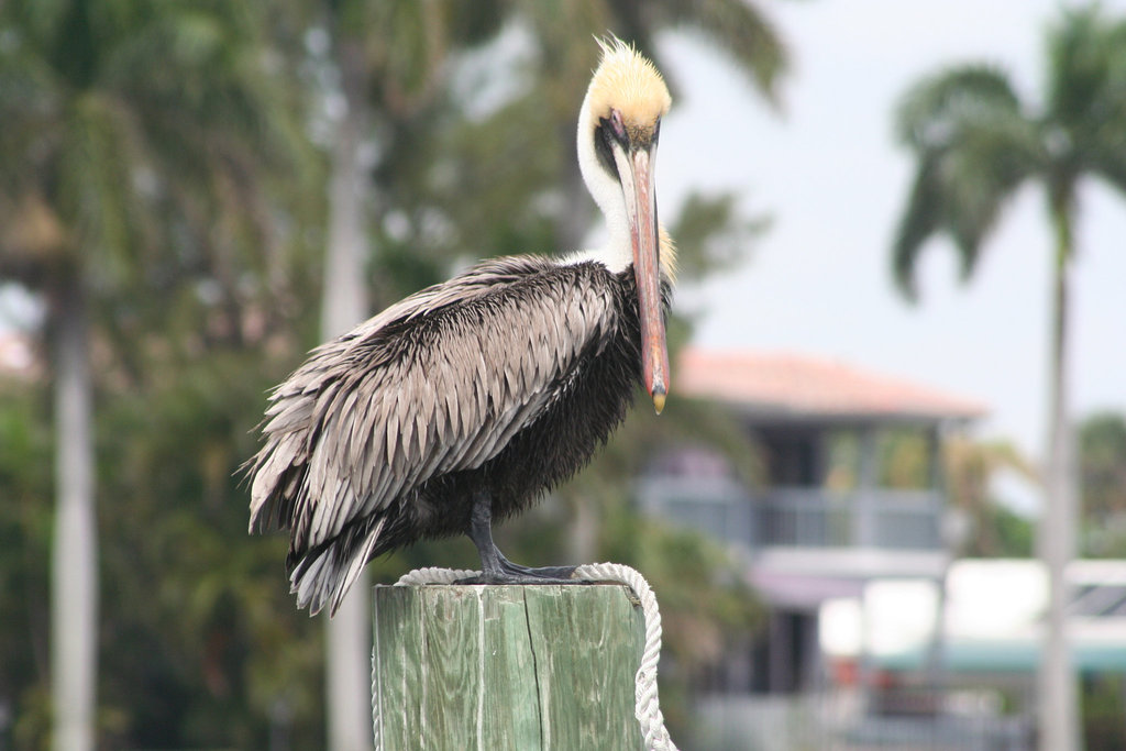 17.SandsHarborMarina.PompanoBeach.FL.12March2008