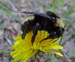 202 Bumble Bee on a Dandelion