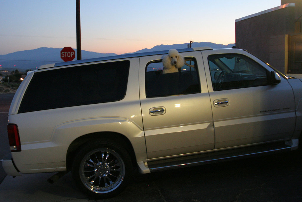 Waiting For Valet Parking at Dog Spa - DHS Spa Tour 2011 (8831)