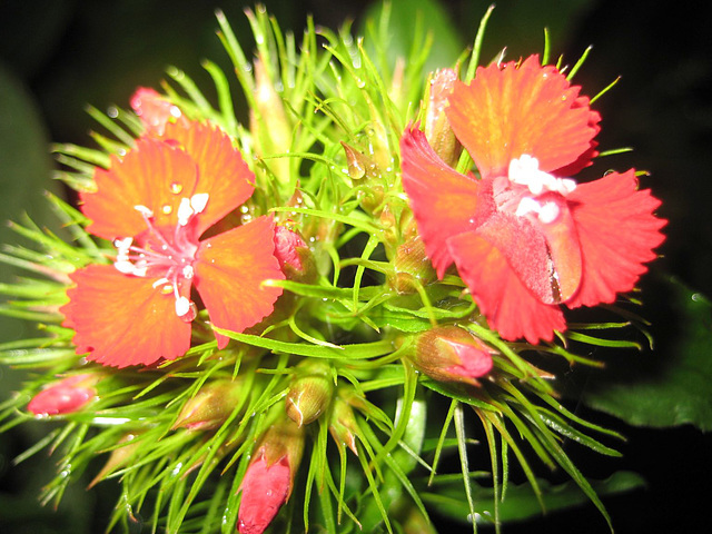 Bartnelke (Dianthus barbatus)