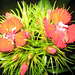 Bartnelke (Dianthus barbatus)