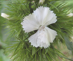 Bartnelke (Dianthus barbatus)