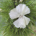 Bartnelke (Dianthus barbatus)