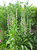 Fingerhut (Digitalis purpurea)