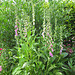 Fingerhut (Digitalis purpurea)