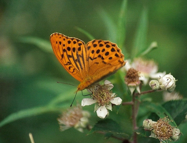 Tabac d'Espagne-Argynnis paphia)