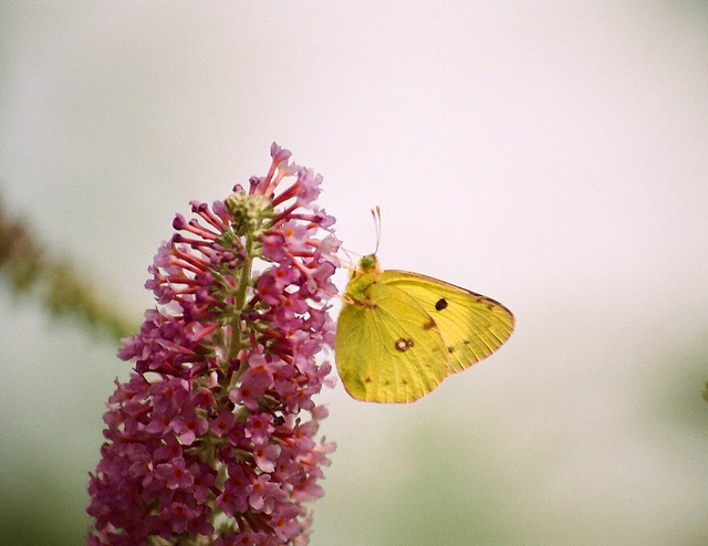 Soufré- Colias hyale