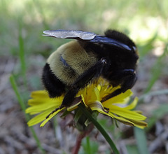 204 Bumble Bee on a Dandelion