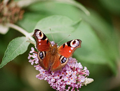 Paon de jour (3)Aglais io