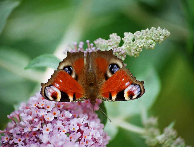 Paon de jour -Aglais io