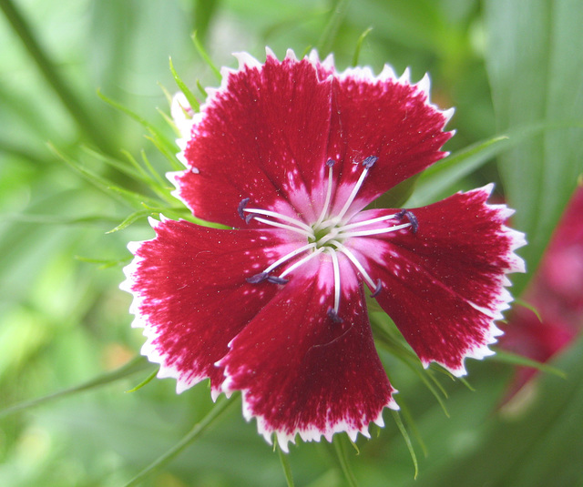 Bartnelke (Dianthus barbatus)