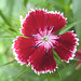 Bartnelke (Dianthus barbatus)