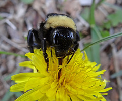 Bumble Bee on a Dandelion