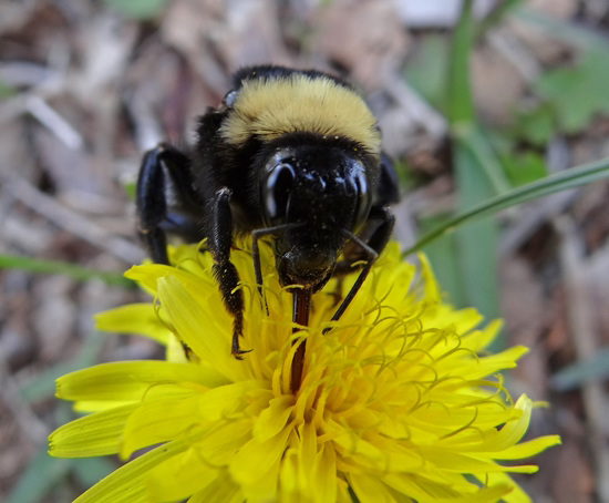 Bumble Bee on a Dandelion