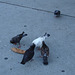 Pigeon's pizza snack time / Pizza et pigeons - Montréal, Québec - CANADA / Recadrage