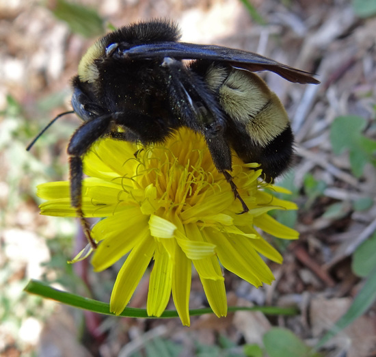 206 Bumble Bee on a Dandelion