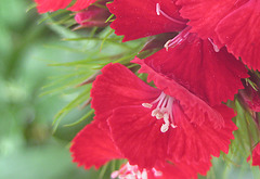 Bartnelke (Dianthus barbatus)