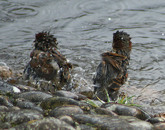 punk sparrows