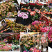 Marché aux fleurs à Nice