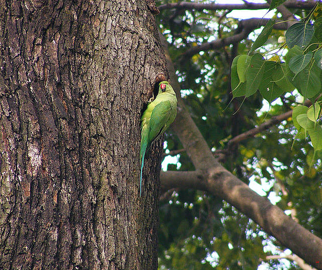 Bird and branch