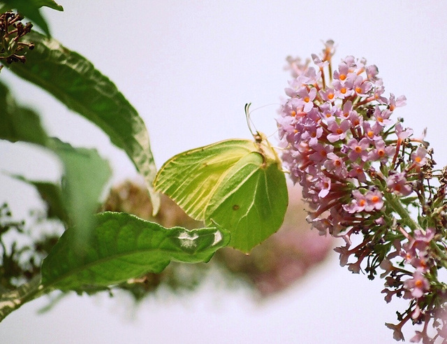 Citron vert-Gonepteryx rhamni