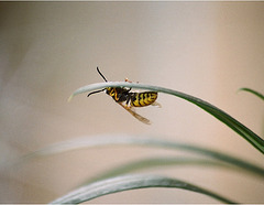 Acrobatie de guêpe 1