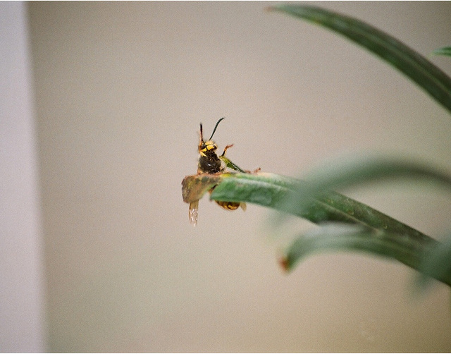 acrobatie  de guêpe 2