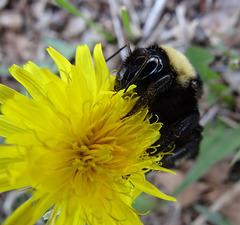 208 Bumble Bee on a Dandelion