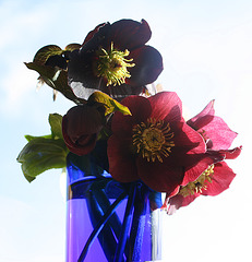 Hellebores against the sky