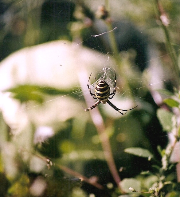 Argiope