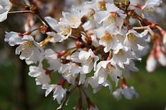 Bonsai cherry in flower