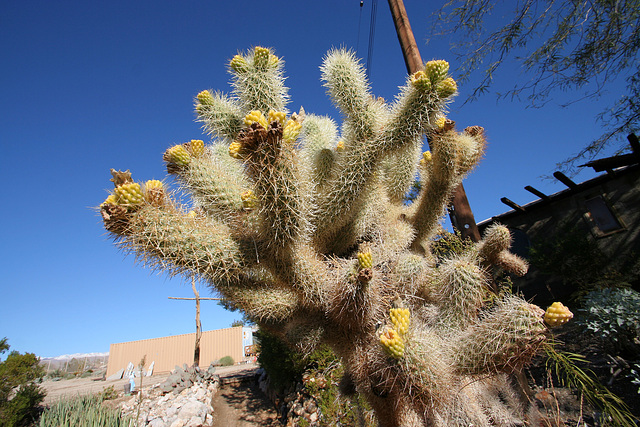 Cabot's Pueblo Museum - Post Flood December 2010 - Cholla (8647)