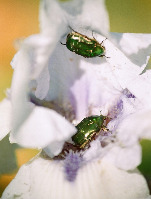 Cétoines saccageant un iris