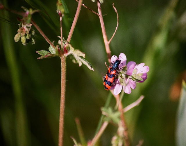 Clairon des abeilles