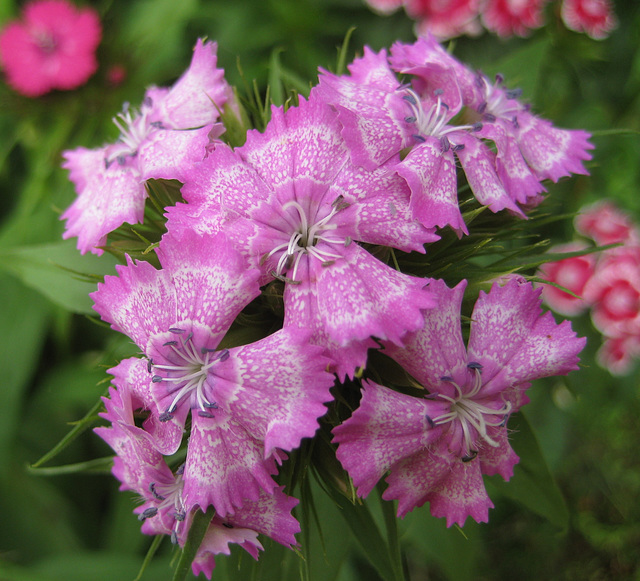 Bartnelke (Dianthus barbatus)