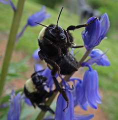 211 Bumble Bee on a Bluebell