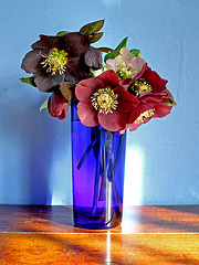 A vase of hellebores in the sun