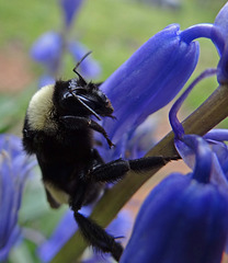 212 Bumble Bee on a Bluebell