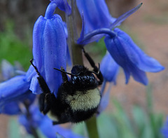 213 Bumble Bee on a Bluebell