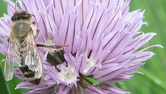 Biene auf Schnittlauchblüte - Detail