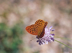 Tabac d' Espagne-Argynnis paphia)